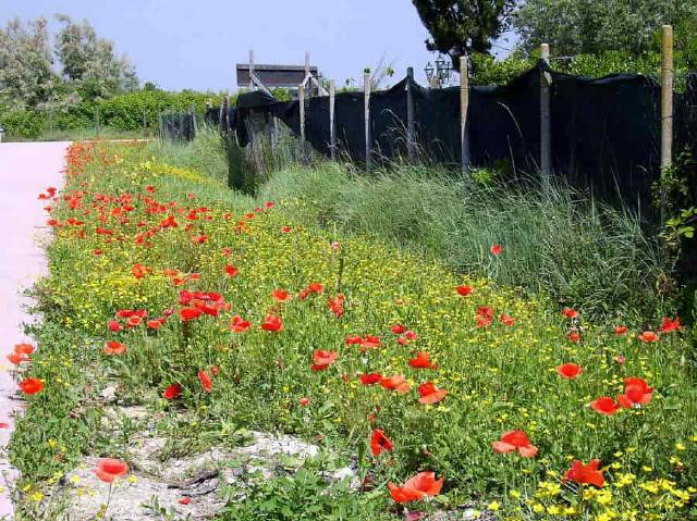 Venedig - Insel Torcello